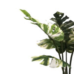 Διακοσμητικό φυτό Monstera I σε γλάστρα Inart πράσινο pp Υ90εκ-PK316-000004 - Image 2