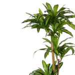 Διακοσμητικό φυτό Dracaena I σε γλάστρα Inart  πράσινο pp Υ170εκ-PK316-000009 - Image 2