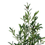 Διακοσμητικό φυτό Olive tree σε γλάστρα Inart πράσινο pp Υ120εκ-PK316-000016 - Image 2
