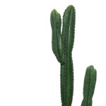 Διακοσμητικό φυτό Cactus I σε γλάστρα Inart πράσινο pp Υ155εκ-PK316-000022 - Image 2