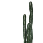 Διακοσμητικό φυτό Cactus II σε γλάστρα Inart πράσινο pp Υ155εκ-PK316-000023 - Image 2