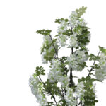 Διακοσμητικό φυτό Bean flowers σε γλάστρα Inart λευκό pp Υ125εκ-PK316-000025 - Image 2